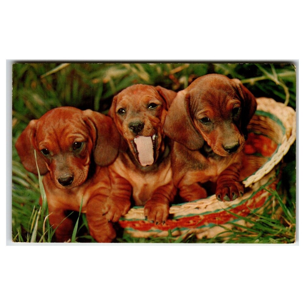 Vintage Lusterchrome Postcard Adorable Dachshund Puppies in Basket K-2007